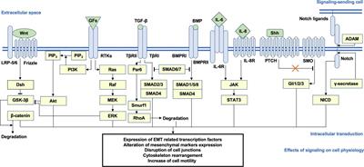 PM2.5, Fine Particulate Matter: A Novel Player in the Epithelial-Mesenchymal Transition?